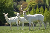 White Fallow Deer, near Queenstown, Otago, South Island, New Zealand Fine Art Print