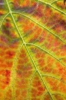 Autumn, Domain Road Vineyard, South Island, New Zealand Fine Art Print