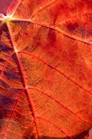 Autumn leaf, Domain Road Vineyard, South Island, New Zealand Fine Art Print