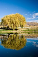 Domain Road Vineyard, Bannockburn, South Island, New Zealand Fine Art Print