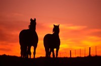 Horses at Sunset near Ranfurly, Maniototo, Central Otago Fine Art Print
