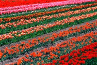 Tulip Fields, Tapanui, Southland, New Zealand Fine Art Print