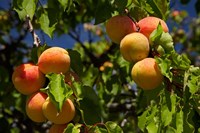 Agriculture, Apricot orchard, South Island, New Zealand Fine Art Print