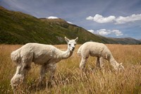 Alpacas by Gibbston River Trail, Gibbston Valley, Southern Lakes District, South Island, New Zealand Fine Art Print