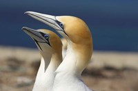 Australasian Gannet tropical bird, Hawkes Bay New Zealand Fine Art Print