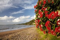Beach, Pohutukawa, Thornton Bay, No Island, New Zealand Fine Art Print