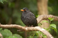 Blackbird, Karori Wildlife, North Island, New Zealand Fine Art Print