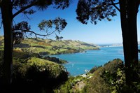 Careys Bay, Otago Harbour, South Island, New Zealand Fine Art Print