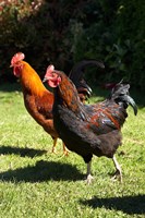 Chickens, Farm animal, Port Chalmers, New Zealand Fine Art Print