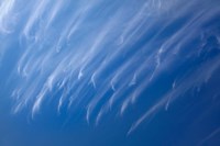 Cirrus Clouds, Dunedin, Otago, South Island, New Zealand by David Wall - various sizes