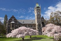Clock Tower, Historical Registry Building and Spring Blossom, University of Otago, South Island, New Zealand Fine Art Print