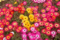 Colourful Flowers, Marine Parade, Napier, Hawkes Bay, North Island, New Zealand Fine Art Print