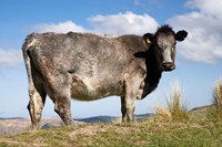Cow, Strath Taieri, near Dunedin, Otago, South Island, New Zealand Fine Art Print