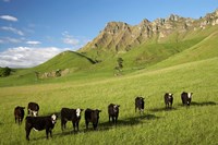 Cows and farmland below Te Mata Peak, Hawkes Bay, North Island, New Zealand Fine Art Print