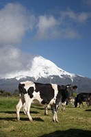 Dairy Cows, Farm animals, Taranaki, New Zealand Fine Art Print