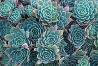 Echeveria Elegans Succulents, New Zealand Fine Art Print