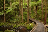 Footbridge over Waikoromiko Stream and forest, North Island, New Zealand Fine Art Print