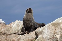 Fur Seal, Kaikoura Coast, South Island, New Zealand Fine Art Print