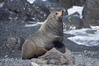 Fur Seal, Ngawi, Wairarapa, North Island, New Zealand Fine Art Print
