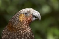 Kaka, Tropical Bird, Karori Sanctuary, New Zealand Fine Art Print