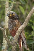 Kaka, Tropical Bird, Pukaha Mount Bruce, New Zealand Fine Art Print