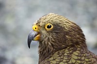 Kea, Alpine Parrot, Tropical Bird, New Zealand Fine Art Print