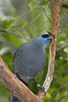 Kokako bird, Wairarapa, North Island, New Zealand Fine Art Print