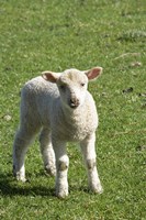 Lamb, Farm animal, Otago, South Island, New Zealand Fine Art Print