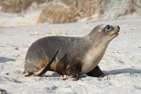 New Zealand Sea Lion Pup, Sandfly Bay, Dunedin Fine Art Print