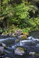 New Zealand, Hatea River, Whangarei Falls, Northland Fine Art Print