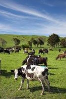 New Zealand, North Island, Dairy Cows, Farm animal Fine Art Print