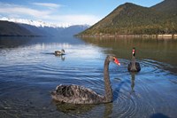 New Zealand, South Island, Nelson Lakes, Black Swan birds Fine Art Print