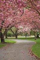 Path in Spring Blossom, Ashburton Domain, New Zealand Fine Art Print