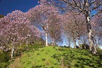 Paulownia Plantation, Spring Season, New Zealand Fine Art Print