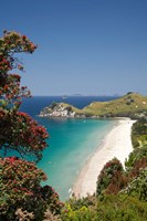 Pohutukawa Tree, Beach, North Island, New Zealand Fine Art Print