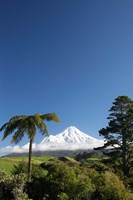 Punga, Taranaki Mountain, North Island, New Zealand Fine Art Print