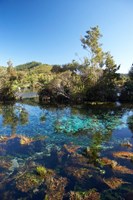 Pupu Springs, Golden Bay, South Island, New Zealand Fine Art Print