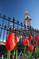 Red Tulips & Municipal Chambers Clock Tower, Octagon, South Island, New Zealand Fine Art Print