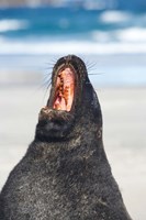 Sea Lion, Sandfly Bay, Otago, South Island, New Zealand Fine Art Print