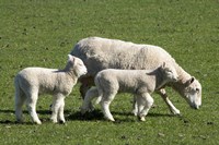 Sheep and Lambs, near Dunedin, Otago, South Island, New Zealand Fine Art Print