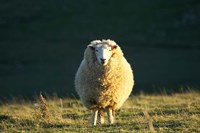 Sheep, Farm animal, Dunedin, South Island, New Zealand Fine Art Print