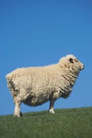 Sheep, Farm animal, Scroggs Hill, So Island, New Zealand Fine Art Print
