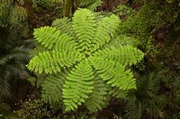 Tree fern, AH Reed Memorial Kauri Park, New Zealand by David Wall - various sizes