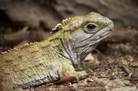 Tuatara, lizard, Pukaha Mount Bruce Wildlife, New Zealand Fine Art Print