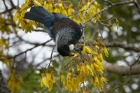 Tui bird, Kowhai Tree, North Island, New Zealand Fine Art Print