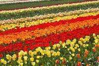 Tulip Fields, West Otago, South Island, New Zealand Fine Art Print