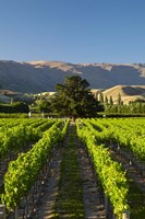 Wooing Tree Vineyard, Cromwell, Central Otago, South Island, New Zealand Fine Art Print