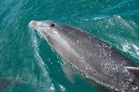 New Zealand, South Island, Marlborough Sounds, Dolphin Fine Art Print