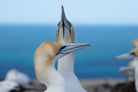 Australasian Gannet birds, Hawkes Bay, New Zealand Fine Art Print