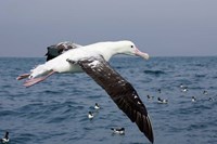 Gibson's Albatross, Kaikoura, Marlborough, South Island, New Zealand Fine Art Print
